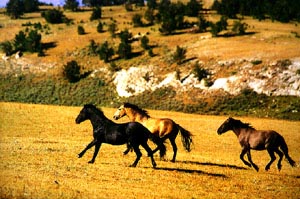 MUSTANG